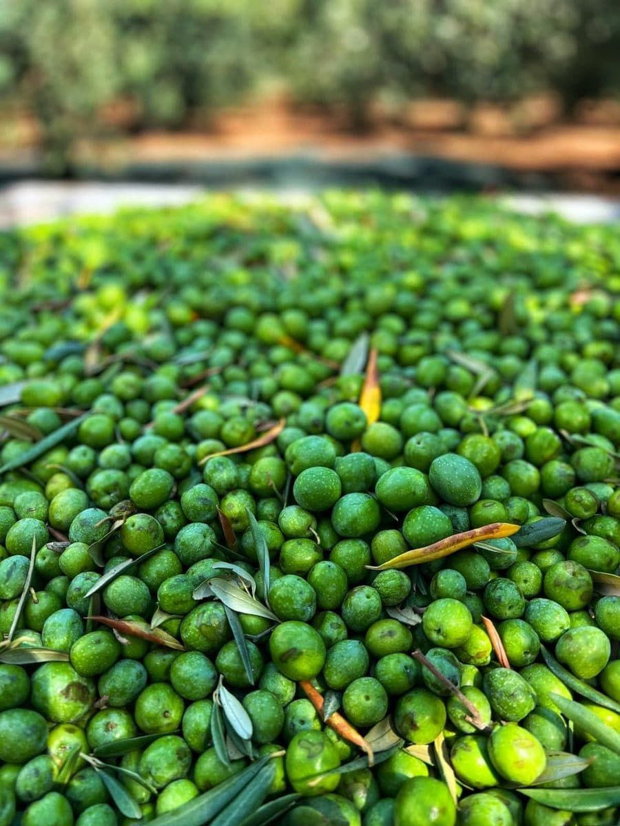 Olive appena raccolte, viste da vicino